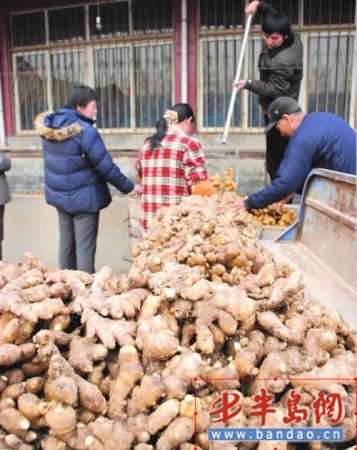 青島姜批發(fā)價(jià)每公斤7元產(chǎn)地保鮮窖十庫(kù)九空