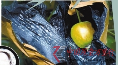果農(nóng)給蘋果套的藥袋里沾滿用農(nóng)藥勾兌(小圖)的白色藥末。 果農(nóng)給蘋果套的藥袋里沾滿用農(nóng)藥勾兌(小圖)的白色藥末。