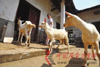 7月29日上午,長沙縣黃花鎮(zhèn),韋星雨的5只羊在鄉(xiāng)下避暑。記者 田超 攝