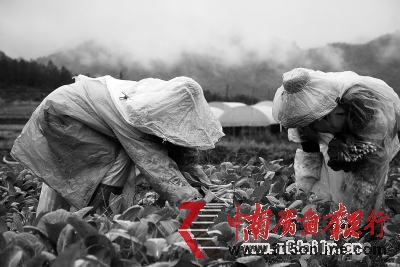 廣州從化一家有機農場內,菜農正在采摘蔬菜。馮宙鋒 攝 廣州從化一家有機農場內,菜農正在采摘蔬菜。馮宙鋒 攝